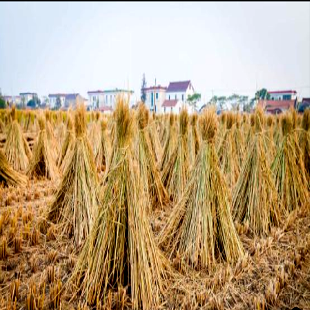 wheat straw for making particle board