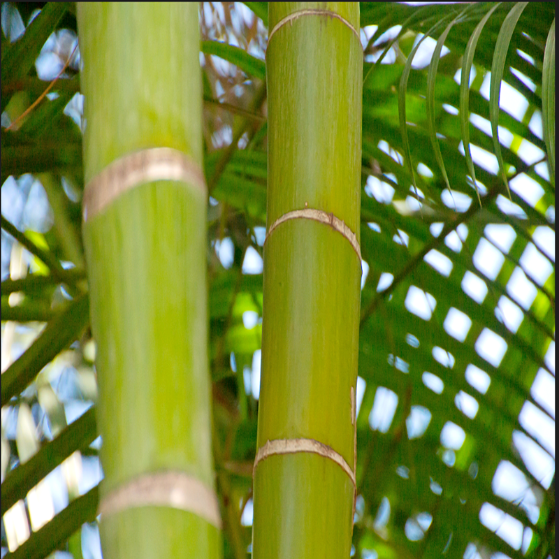 Bamboo OSB production