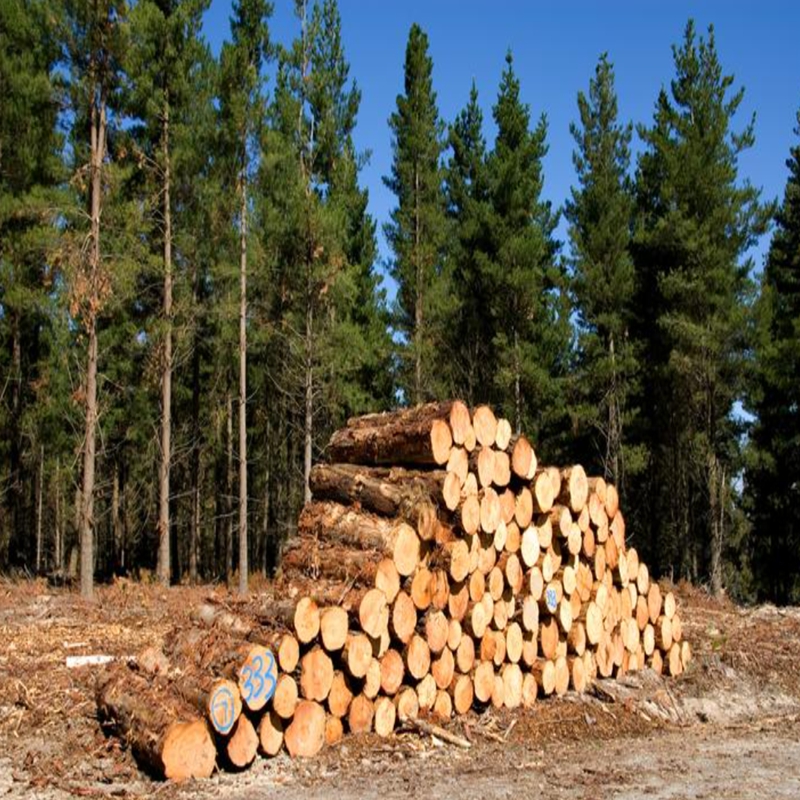 monterey pine