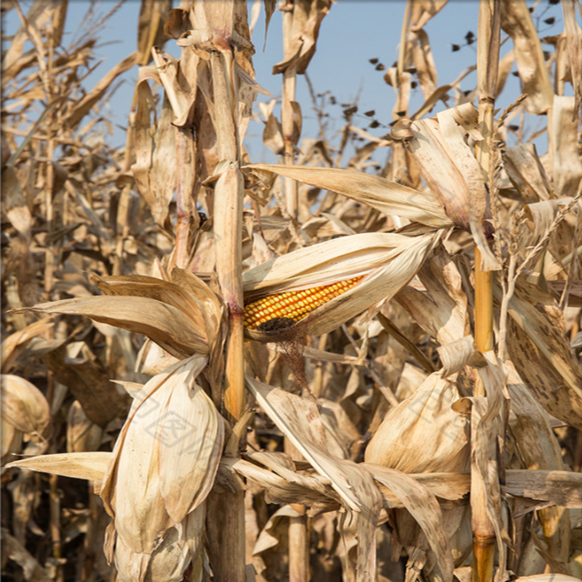 玉米杆corn stalk