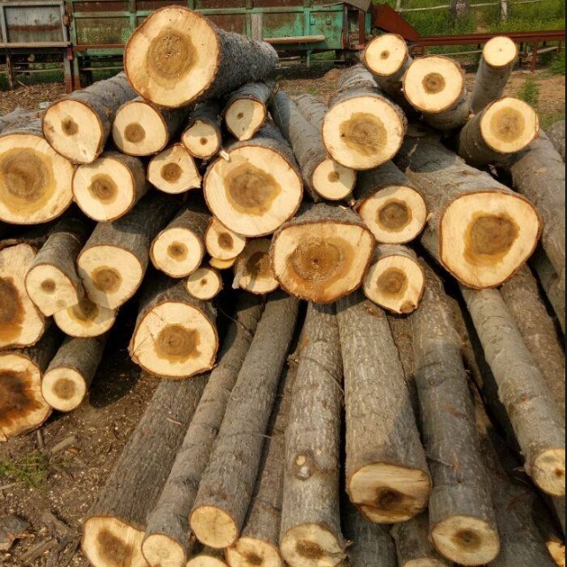 杨木poplar