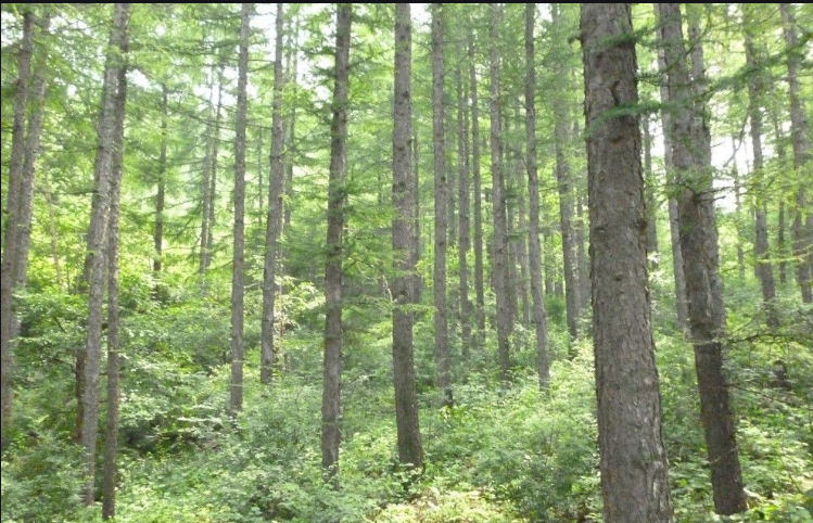 pine wood, poplar wood for OSB