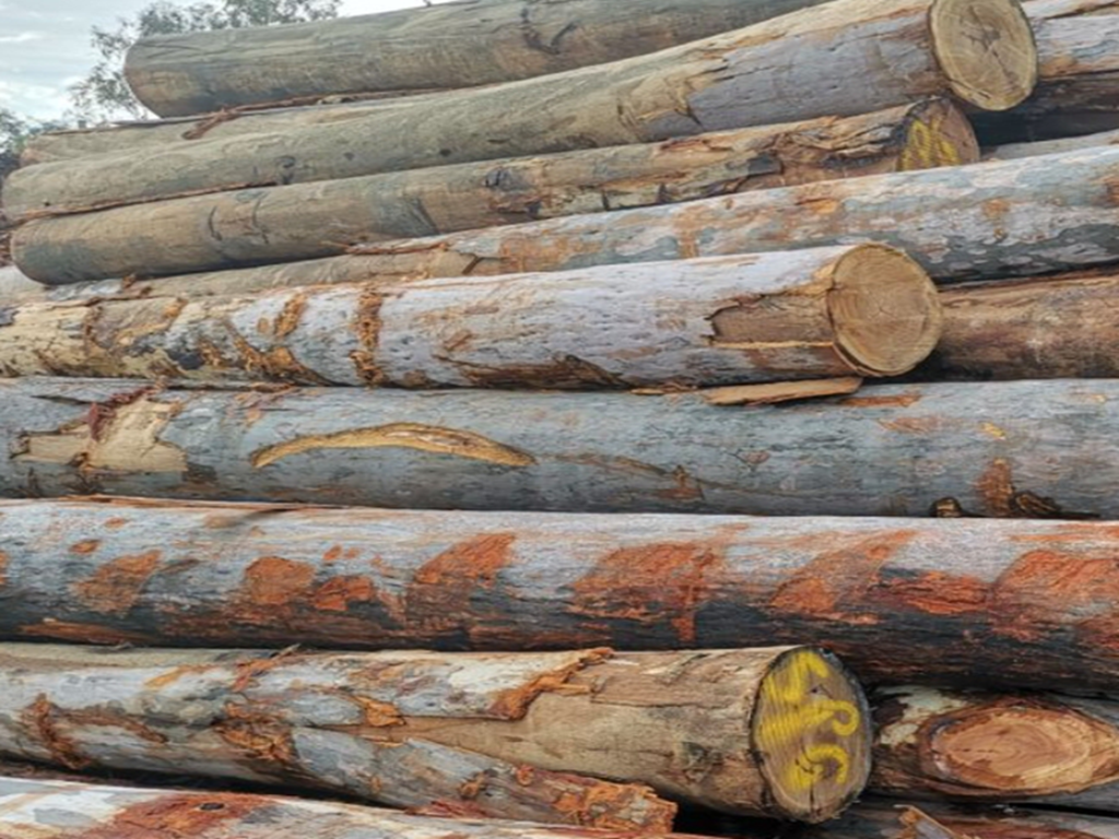 桉木Eucalyptus 桉木Eucalyptus